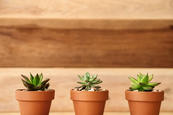 Pots with succulents on wooden table — Stock Photo, Image