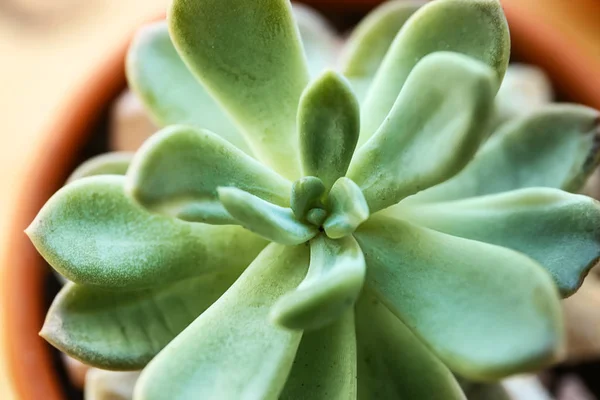 Succulenta verde, primo piano — Foto Stock