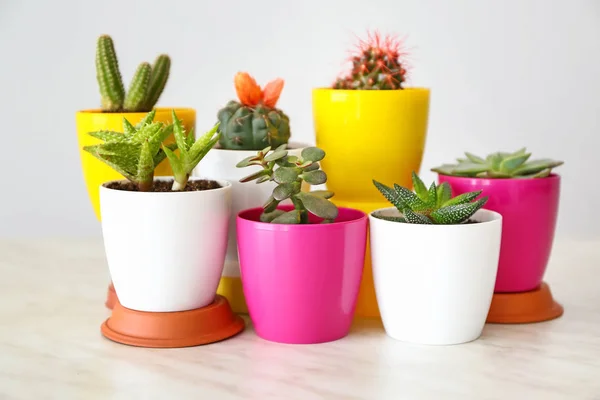 Pots with succulents and cacti on table against light background — Stock Photo, Image