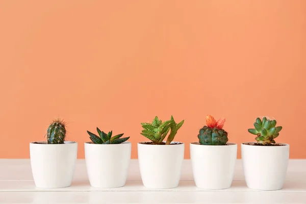 Pots with succulents and cacti on table against color background — Stock Photo, Image