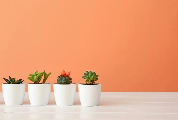 Pot dengan succulents dan cacti di atas meja dengan latar belakang warna — Stok Foto