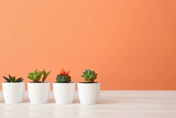 Pots with succulents and cacti on table against color background