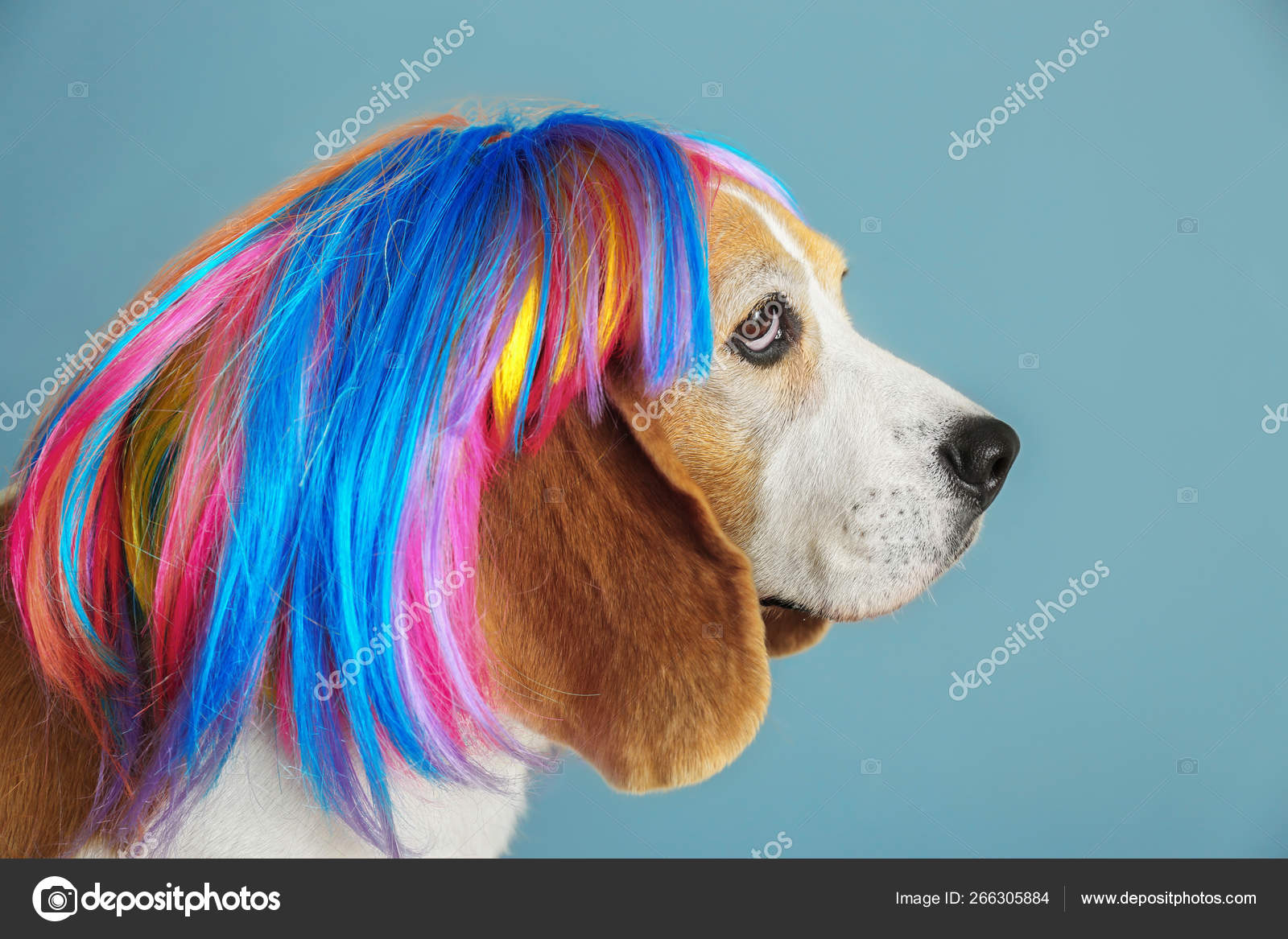 Greyhound Wig Cute Funny Dog With Wig On Grey Background