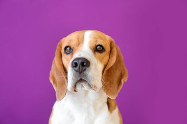 Renkli sevimli bir köpek.