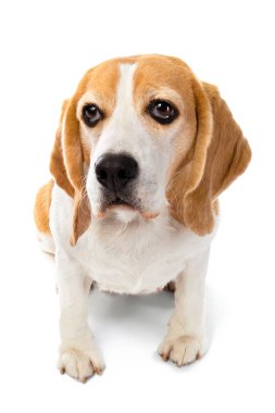 Beyaz arka planda sevimli komik bir köpek.