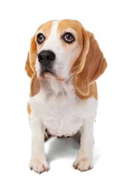 Beyaz arka planda sevimli komik bir köpek.