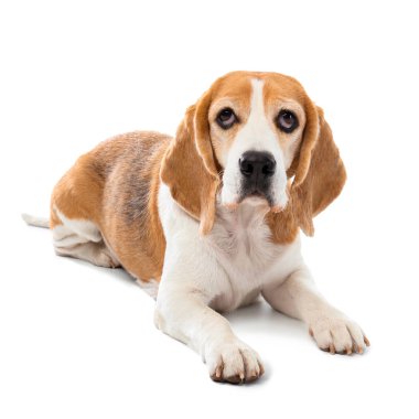 Beyaz arka planda sevimli komik bir köpek.