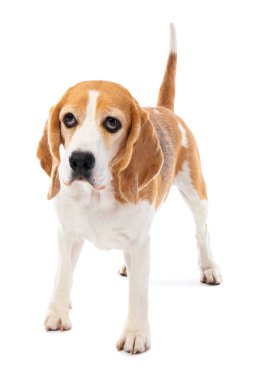 Beyaz arka planda sevimli komik bir köpek.