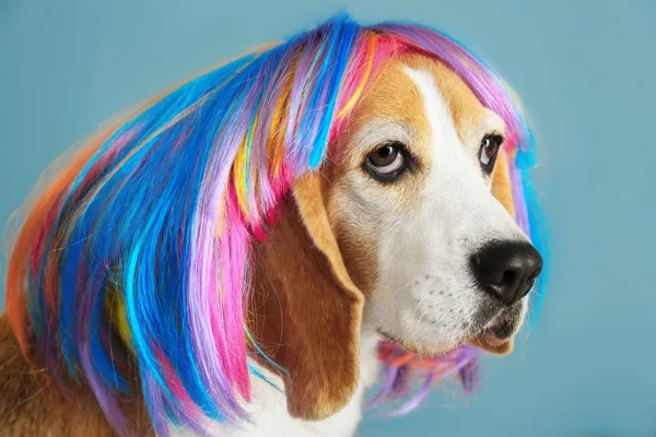 Śliczne śmieszne pies z peruki na szarym tle — Zdjęcie stockowe