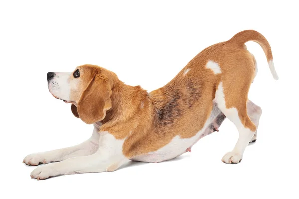 Roztomilý legrační pes na bílém pozadí — Stock fotografie
