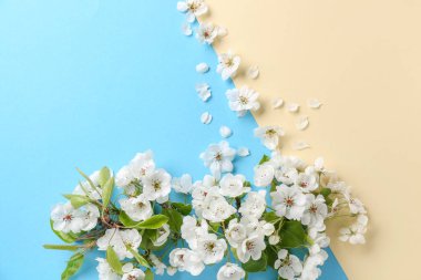 Renk arka planda meyve ağacının güzel çiçekleri