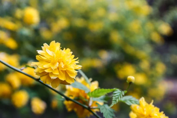 Bahar gününde güzel çiçek çalı — Stok fotoğraf