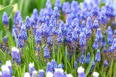 Bahar gününde açık havada güzel çiçekler