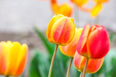 Bahar gününde güzel lale çiçekleri açık havada