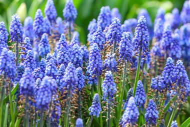 Bahar gününde açık havada güzel çiçekler