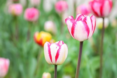 Bahar gününde güzel lale çiçekleri açık havada