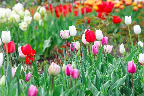 Beautiful tulip flowers outdoors on spring day — Stock Photo, Image