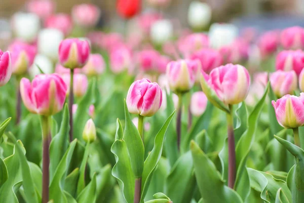 Beautiful tulip flowers outdoors on spring day — Stock Photo, Image