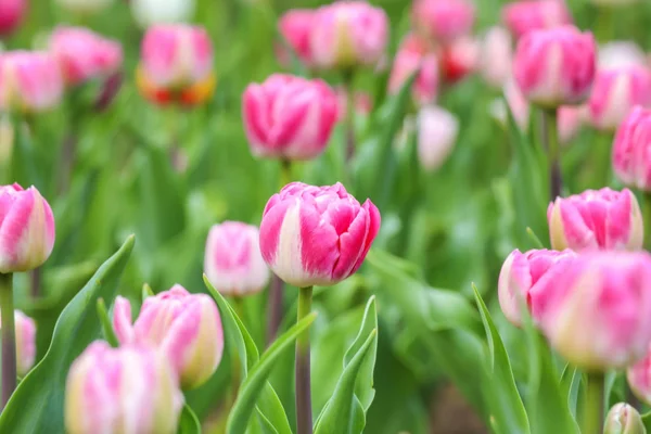 Beautiful tulip flowers outdoors on spring day — Stock Photo, Image