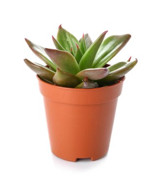 Beyaz arkaplanda tencerede sulu