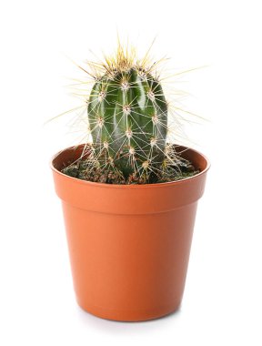 Beyaz arkaplanda kaktüs