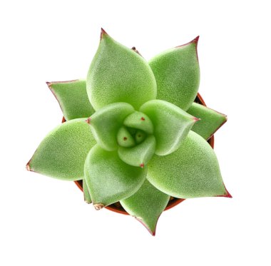 Beyaz arka plan üzerinde tencerede sulu, üst görünüm