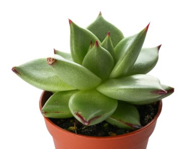 Beyaz arka plan üzerinde tencerede sulu, closeup