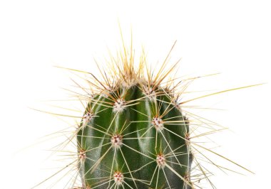 Beyaz arkaplanda yeşil kaktüs