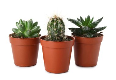 Beyaz arka planda sulu ve kaktüs