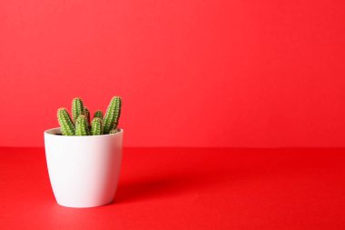 Renk tablo üzerinde kaktüs ile Pot
