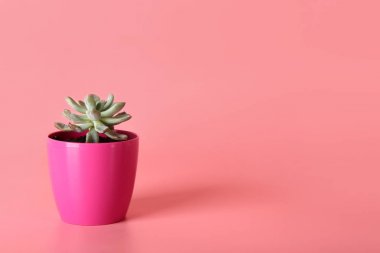 Renkli arka planda sulu pot