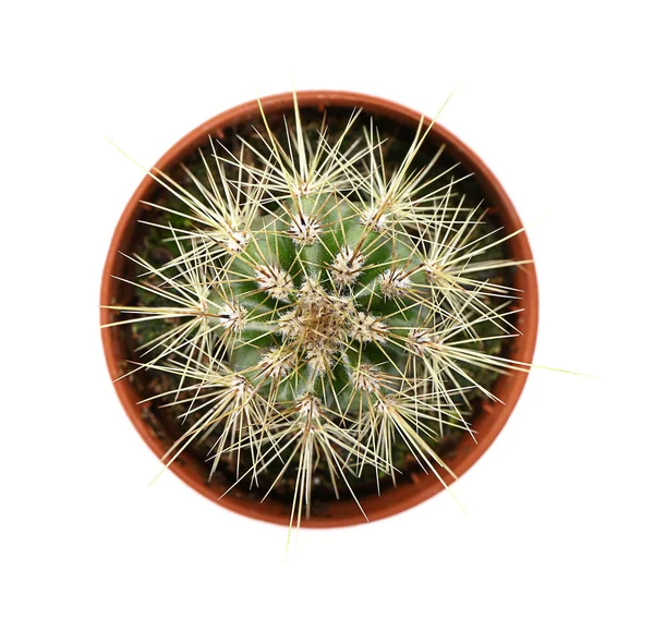 Cactus in pot on white background, top view — Stock Photo, Image