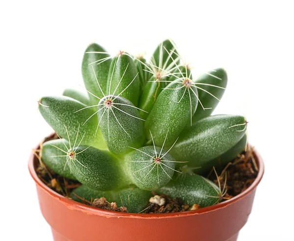 Cactus in pot on white background, closeup — Stock Photo, Image