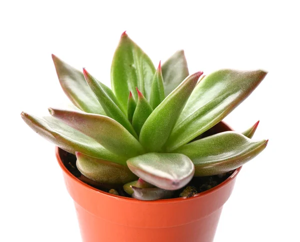 Succulent in pot on white background, closeup — Stock Photo, Image