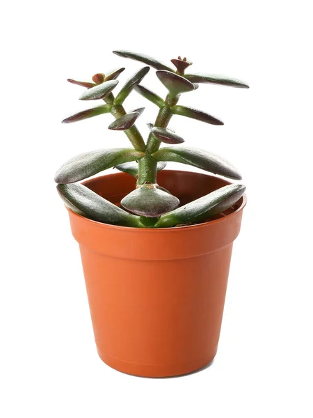 Succulent in pot on white background — Stock Photo, Image