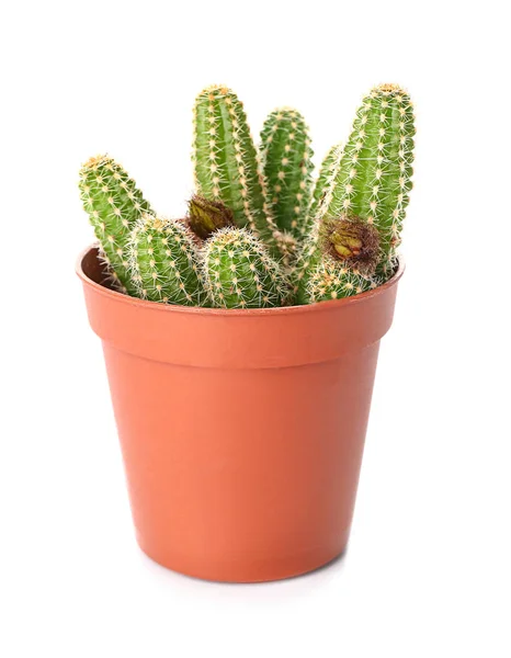 Cactus in pot on white background — Stock Photo, Image