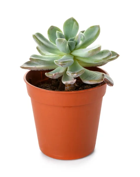 Succulent in pot on white background — Stock Photo, Image