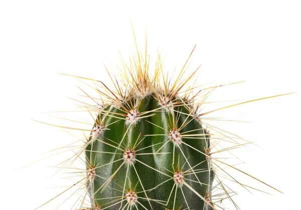 Groene cactus op witte achtergrond — Stockfoto