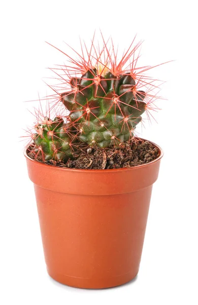 Cactus in pot on white background — Stock Photo, Image