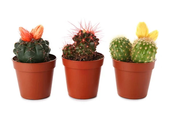 Cacti in pots on white background — Stock Photo, Image