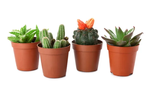 Diversi cactus e succulente su fondo bianco — Foto Stock