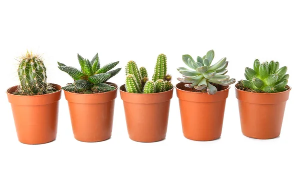 Diversi cactus e succulente su fondo bianco — Foto Stock