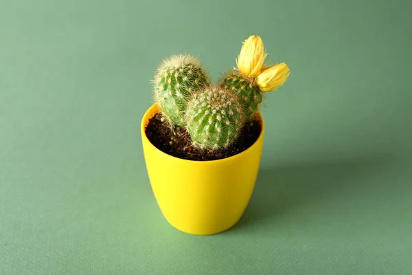 Pot with cactus on color background — Stock Photo, Image