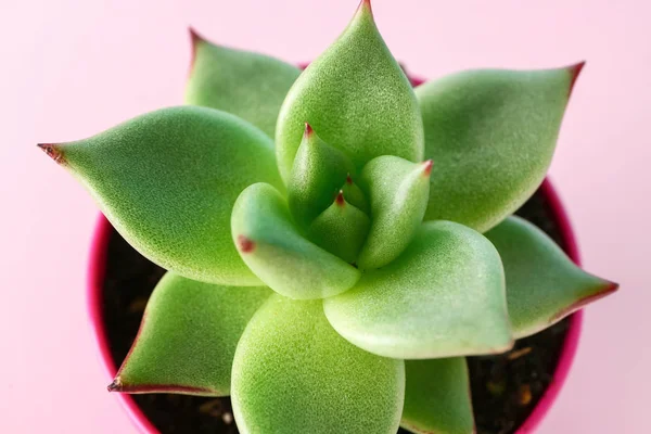 Pot with succulent on color background, closeup — Stock Photo, Image