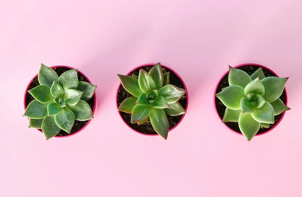 Pots dengan succulents pada latar belakang warna, top view — Stok Foto
