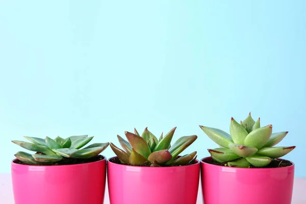 Pot dengan succulents pada latar belakang warna — Stok Foto