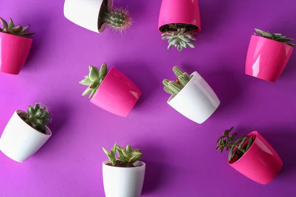 Vetplanten en cactussen in potten op kleur achtergrond, bovenaanzicht — Stockfoto
