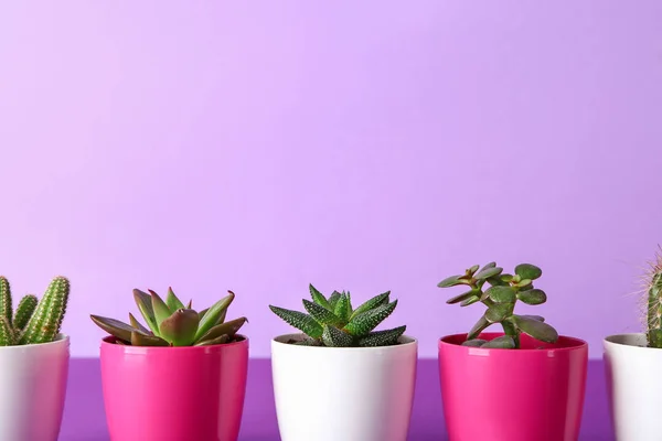 Succulents and cacti in pots on color table — Stok Foto