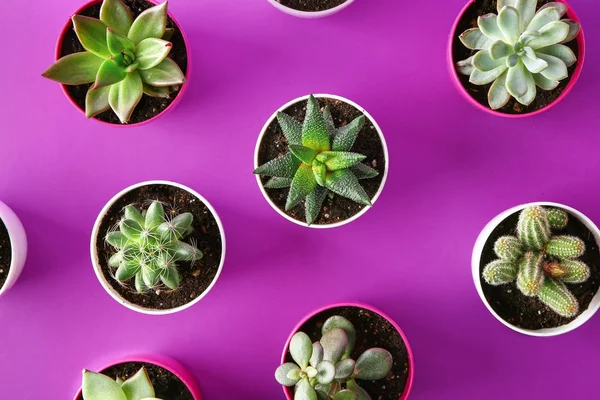 Succulents and cacti in pots on color background, top view — Stock Photo, Image