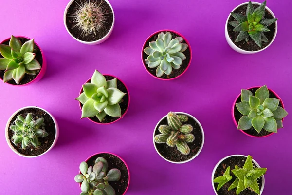 Succulents and cacti in pots on color background, top view — Stok Foto